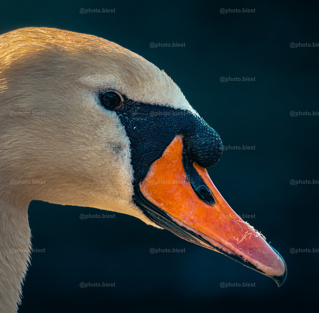Schwanenpotrait | Eine schöne Nahaufnahme eines Schwans. - Realisiert mit Pictrs.com