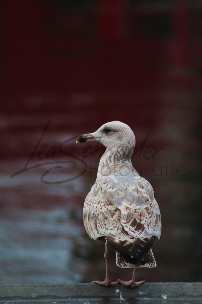 Postkarten 11 | Möwe in Stralsund. - Realisiert mit Pictrs.com