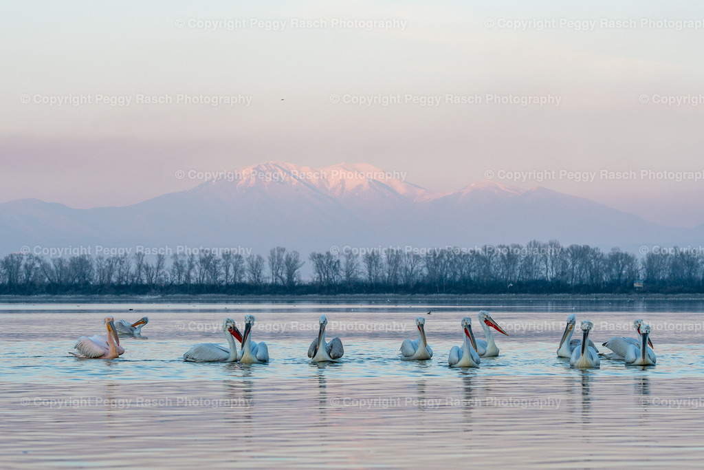 Pelikane (40) | PeggyRaschPhotography - Realisiert mit Pictrs.com