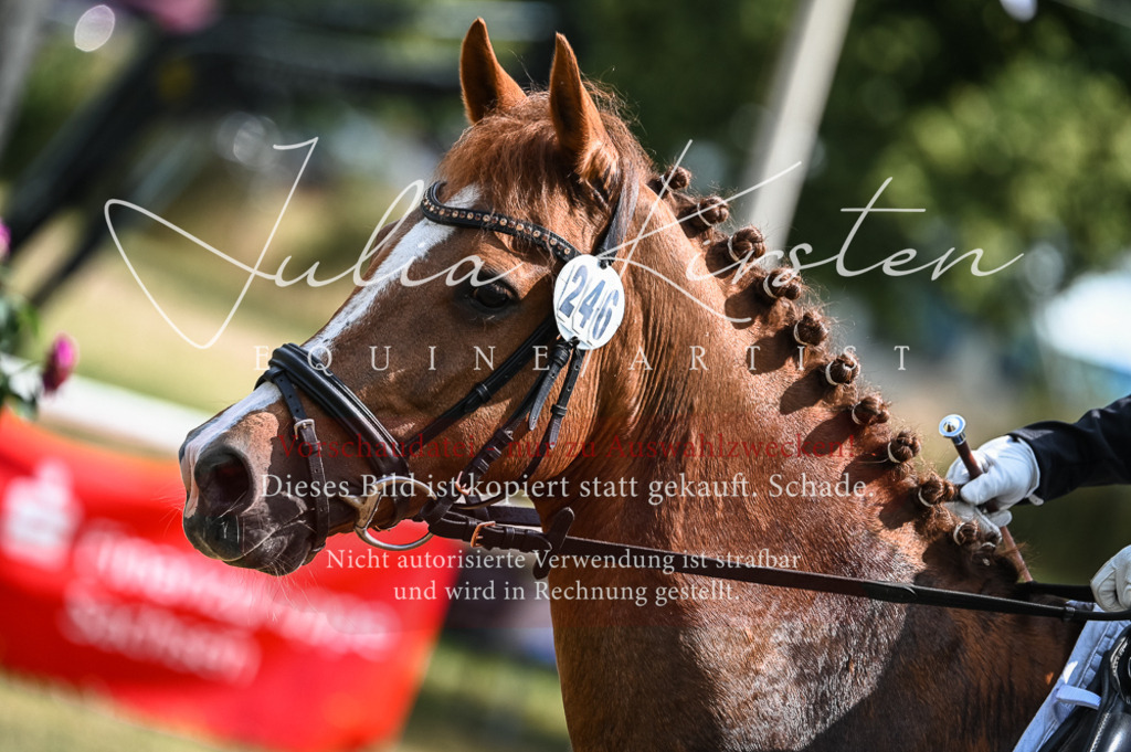 DSC_8569 | Pferde- und Turnierfotografie in Westsachsen. Pferdeportraits, Auftragszeichnungen und intuitive Kunst.