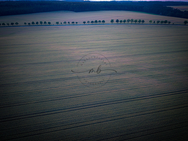 2026-06-26_22-16-34_000 | Weite Felder mit einer schmalen Baumreihe am Horizont im ruhigen Abendlicht, Zeulenroda-Triebes, Thüringen, Deutschland - Realisiert mit Pictrs.com
