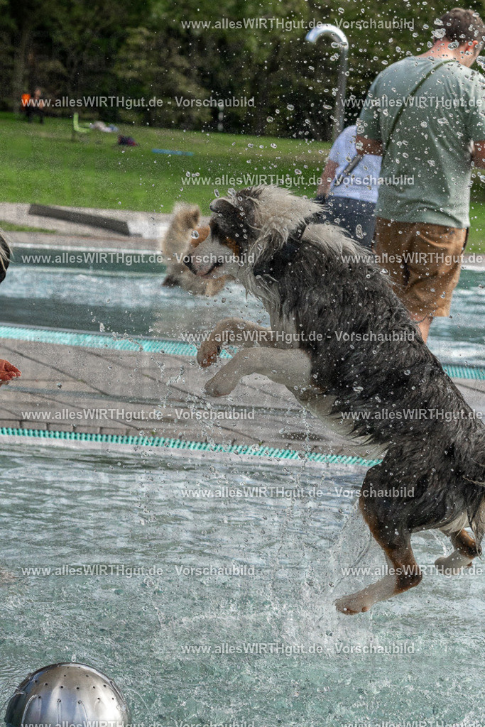 Hundeschwimmen_Volksbad_2026-allesWIRTHgut_Tierfotografie-2609061512-FAY07158 | Professionelle Tierfotografie in Mönchengladbach von Daniel Wirth (allesWIRTHgut). Liebevolle & natürliche Bilder von Hunden & Katzen für unvergessliche Erinnerungen.