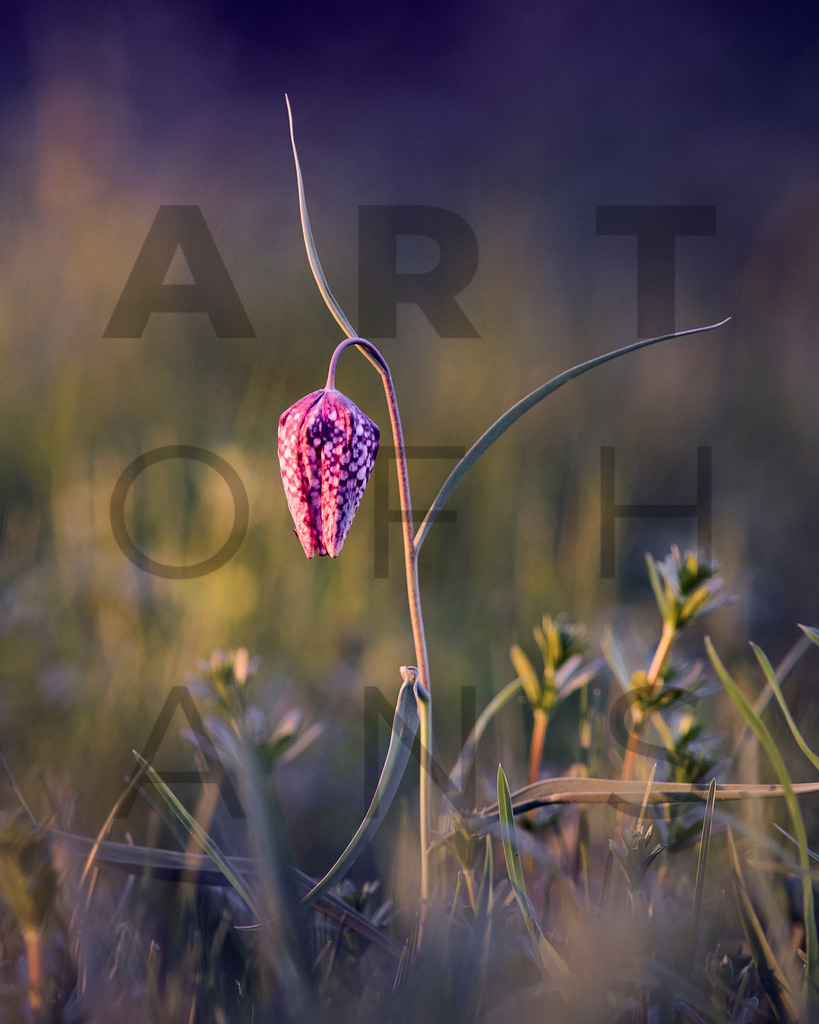 Ein Hans Fineart Original | Entdecke die Kunst von Hans Fineart - Fotografien für dein Zuhause. Verwandle deine Wände mit einzigartigen Kunstwerken und bringe die Schönheit der Welt in dein Leben. Bestelle jetzt und schaffe einen Ort der Inspiration und Eleganz.