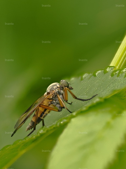 Gemeine Schnepfenfliege (Rhagio scolopaceus) | Inanta - Realisiert mit Pictrs.com