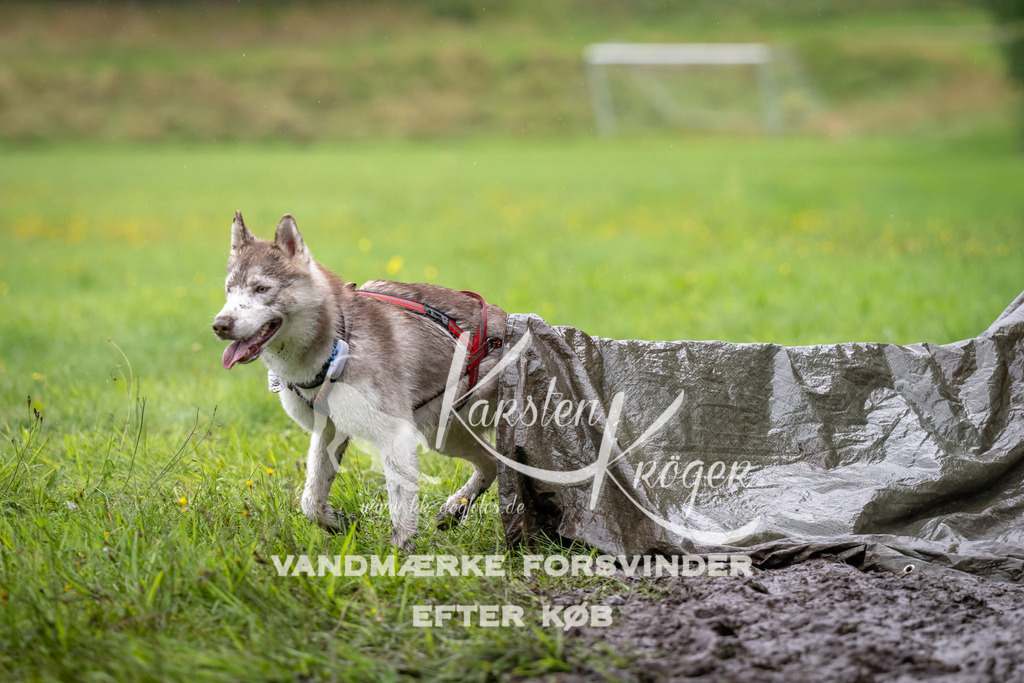 0950_ZZ91696 | kk-dogfotos