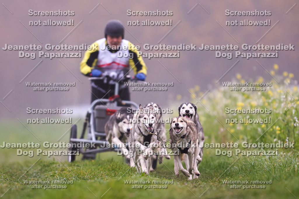 Dog Paparazzi - Visbeck 25 -1 | Dog Paparazzi Jeanette Grottendiek Fotografie & Videografie - Realisiert mit Pictrs.com