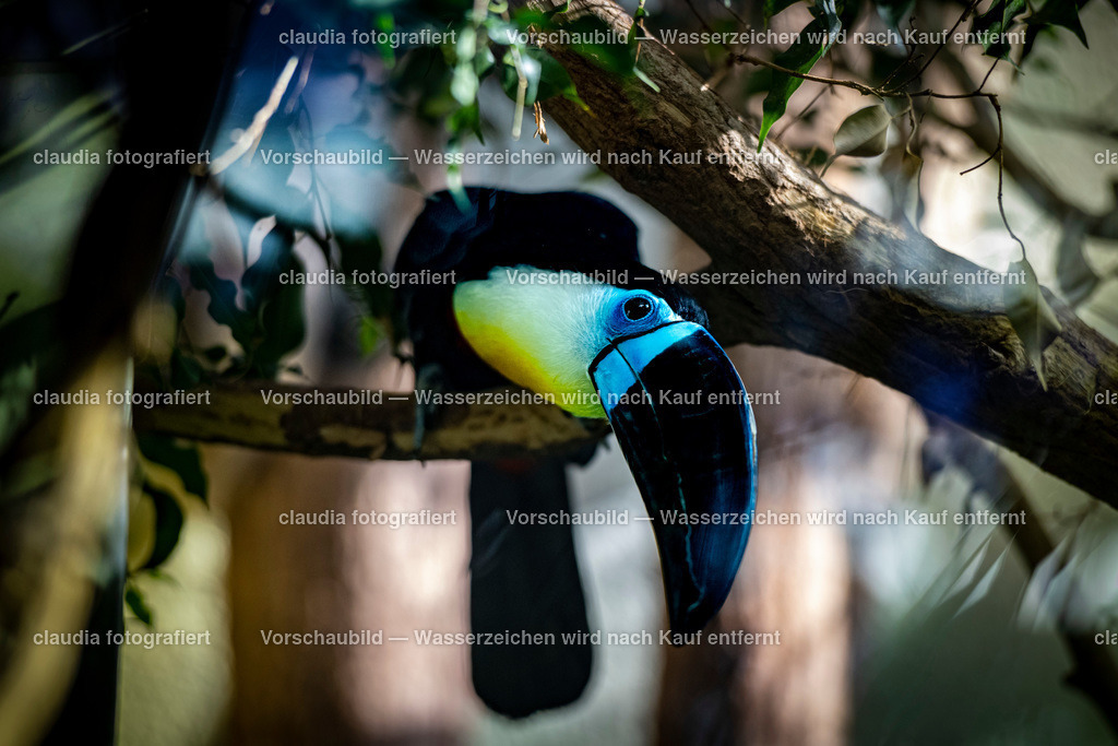 118_05.03.2022_Zoo_Michelle_Hannah_Carla_DSC_4095.jpg | 05.03.2022; Inland; Zuerich - Zoo Zuerich;
Dottertukane nutzen zur Brut Höhlen in alten Bäumen oder Nistkästen
(Claudia Minder/claudia-fotografiert)
