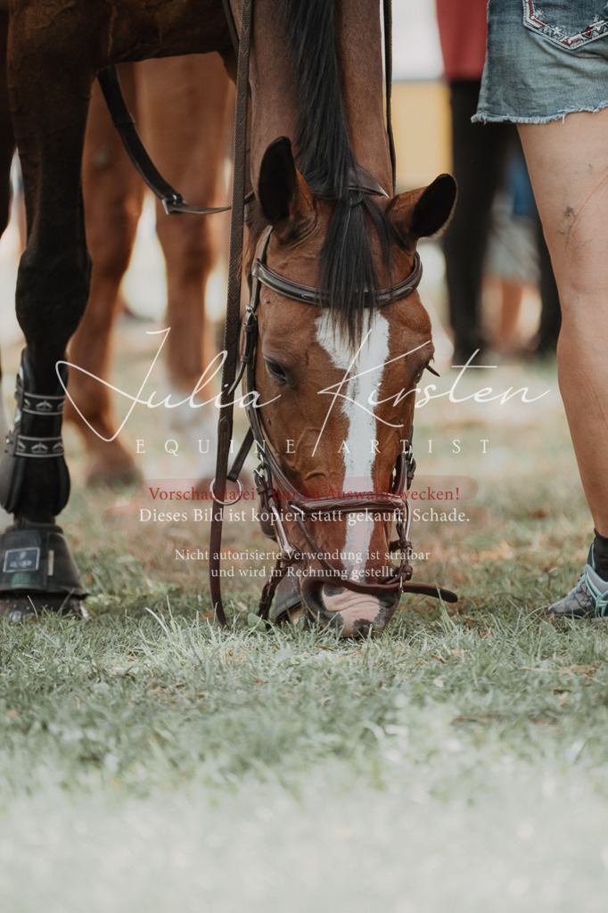 DSC_0568 | Pferde- und Turnierfotografie in Westsachsen. Pferdeportraits, Auftragszeichnungen und intuitive Kunst.