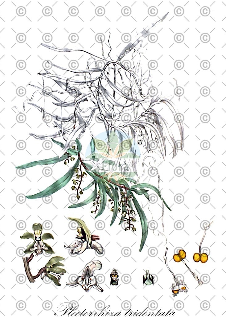 HistAbb_wfo-0000275960_1_ENZY_Simple | Historische Abbildung von Plectorrhiza tridentata - Orchidaceae | Historical Illustration of Plectorrhiza tridentata - Orchidaceae