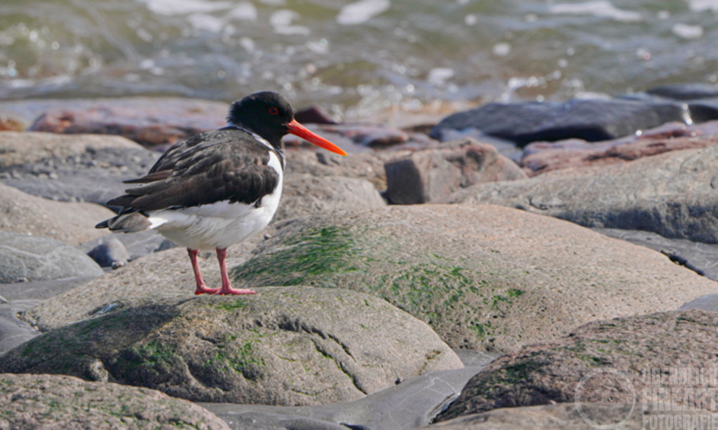 April | Björn Thiemann; Ogenblick.de; Fotografie; Photograph; Landscape, Pellworm, Schleswig-Holstein; Inselfotograf; Inselfotografien; Wattenmeer; National-Park; Naturschutzgebiet; Leuchtturm; Lighthouse; Leinwandbilder; Kalender; Pellworm Kalender;  - Realisiert mit Pictrs.com