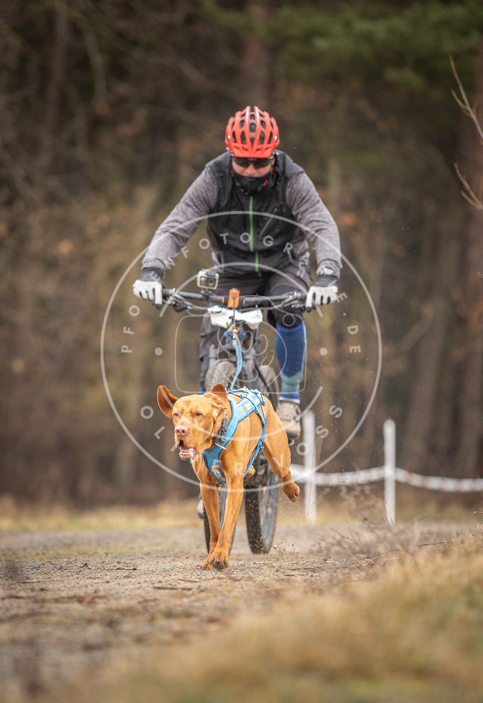 DV3A3311 | Hundefotografie, Tierfotograf, Pfotenfotografie, Fotoshooting Hund, Hunde Portrait, Hundesport, Hundeportraits, Heideshooting, Hunde, Sportfotograf, Hundefotograf, Turnierhundsport, THS,  - Realisiert mit Pictrs.com