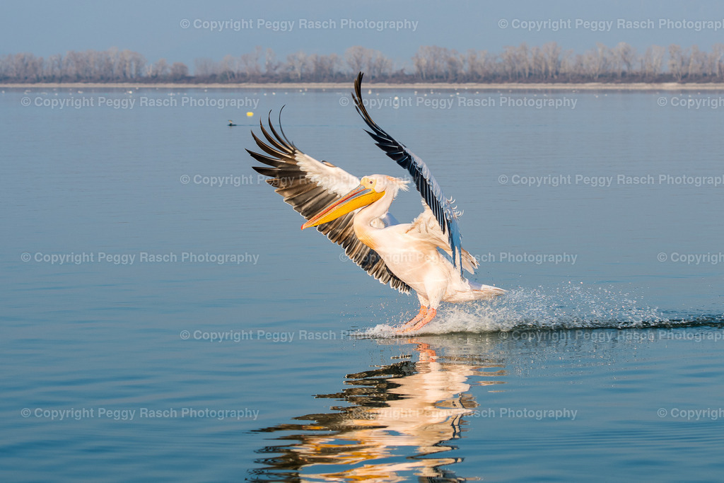 Pelikane (31) | PeggyRaschPhotography - Realisiert mit Pictrs.com