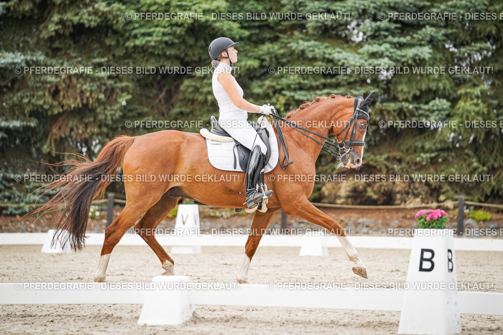 DSC08577 | Pferdegrafie