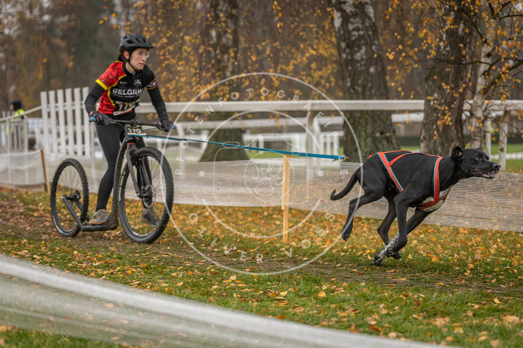 CaniXpix_DV3A8245 | Hundefotografie, Tierfotograf, Pfotenfotografie, Fotoshooting Hund, Hunde Portrait, Hundesport, Hundeportraits, Heideshooting, Hunde, Sportfotograf, Hundefotograf, Turnierhundsport, THS,  - Realisiert mit Pictrs.com