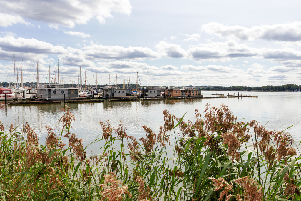 Wandbild: Schilf am Yachthafen in Schleswig | Dieses Wandbild im Querformat zeigt Schilf am Yachthafen in Schleswig. Auf dem Wasser der Schlei ist eine Spiegelung zu sehen. Am Himmel befinden sich einige sommerliche Wolken. - Realisiert mit Pictrs.com
