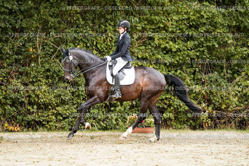 DSC03936 | Pferdegrafie