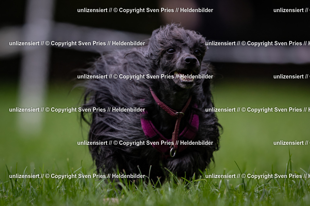 Sven Pries | 2024-10-19 - Hunderennen Ober-Grombach - Realisiert mit Pictrs.com