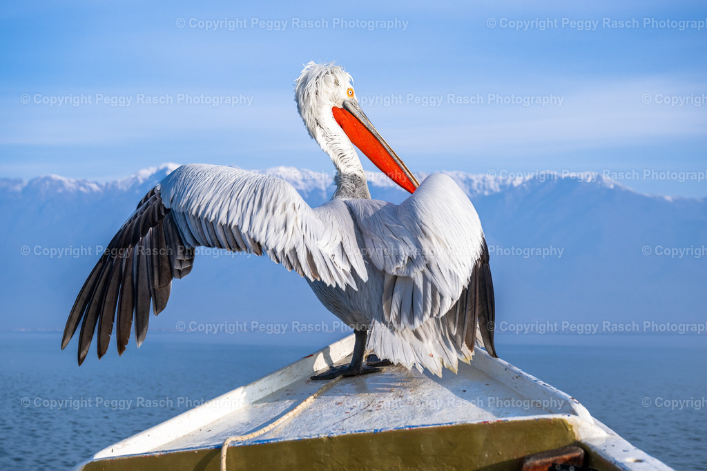Pelikane (54) | PeggyRaschPhotography - Realisiert mit Pictrs.com