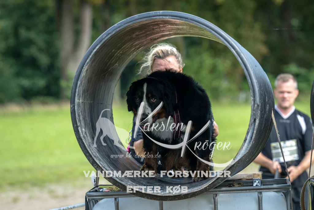 1313_ZZ92641 | kk-dogfotos