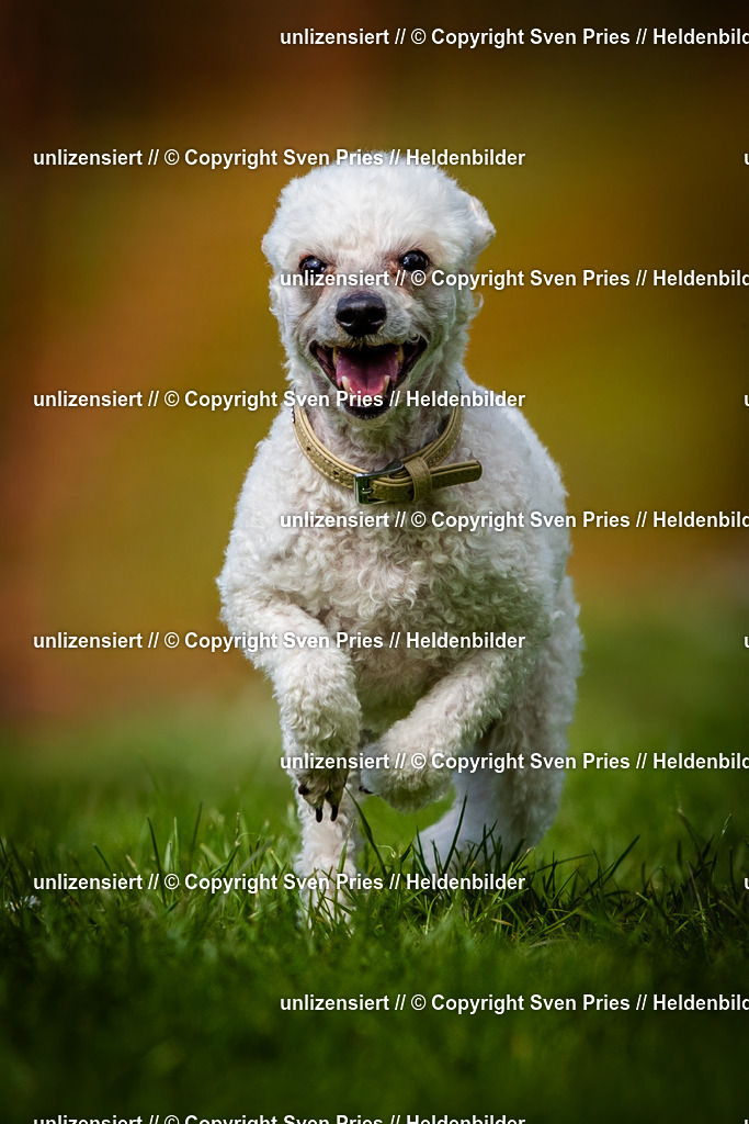 Sven Pries | 2025-04-13 - Hunderennen Baden-Baden - Realisiert mit Pictrs.com