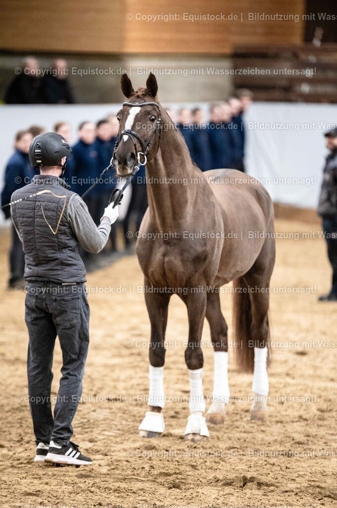 20260307_Hengstvorstellung-Marbach_0536 | equistock