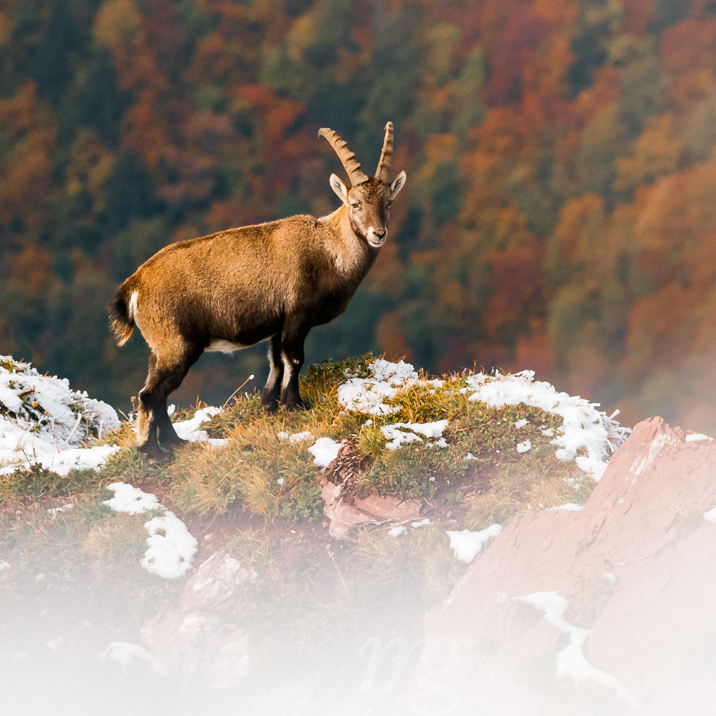 beautiful male ibex overlooking autumn forest in Chablais Valaisan | Die ideale Geschenkidee für Naturliebhaber. Naturbilder von Marcel Gross Photography für ihr Zuhause in den verschiedensten Formaten und Materialien. - Realisiert mit Pictrs.com