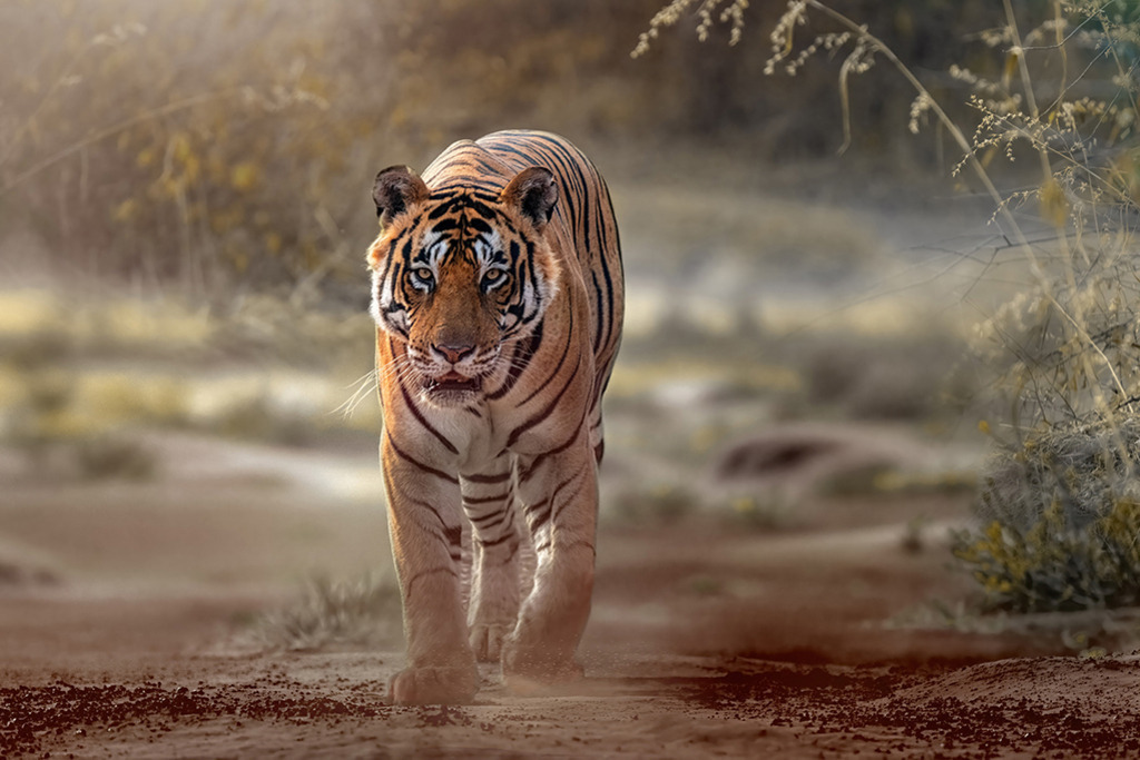 Bengalischer Tiger | Indien | Premium-Wandbild von justsomewhere.com: Ein majestätischer Bengal-Tiger schreitet auf einem erdigen Pfad direkt auf die Kamera zu, umgeben von trockenem Gebüsch und goldenem Licht in Indien. - Realisiert mit Pictrs.com