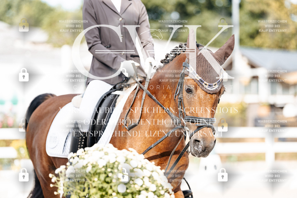 CK904083 | Turnierfotografie Pferdefotografie Trier Rheinland-Pfalz Pferdesport Reitsport Tierfotografie Sportfotografie Pferdevideo Pferdevideografie Equestrianvideography equestrianphotography  - Realisiert mit Pictrs.com