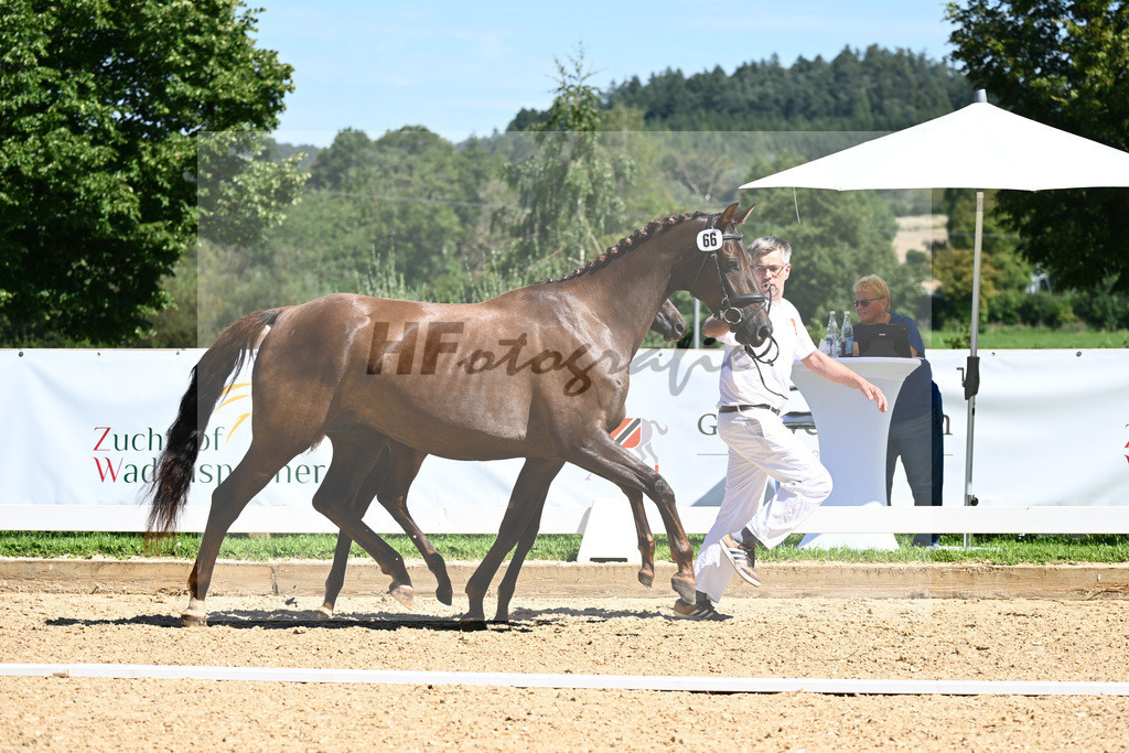 Kat-Nr. 66 SF DSP Feliciano x Damon Cello_Katzke_27230875 | hf-fotografie - Realisiert mit Pictrs.com