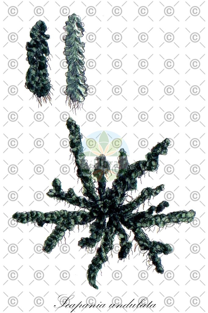HistAbb_wfo-0000916561_1_ENZY_Simple | Historische Abbildung von Scapania undulata - Scapaniaceae | Historical Illustration of Scapania undulata - Scapaniaceae