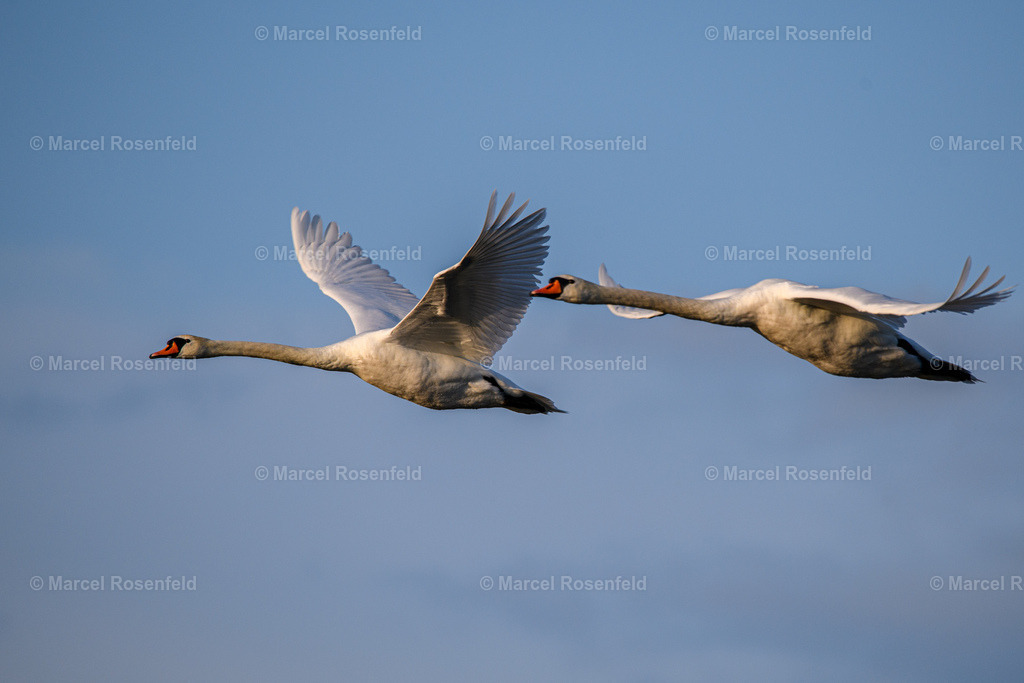 _DSC1371 | foto-rosenfeld