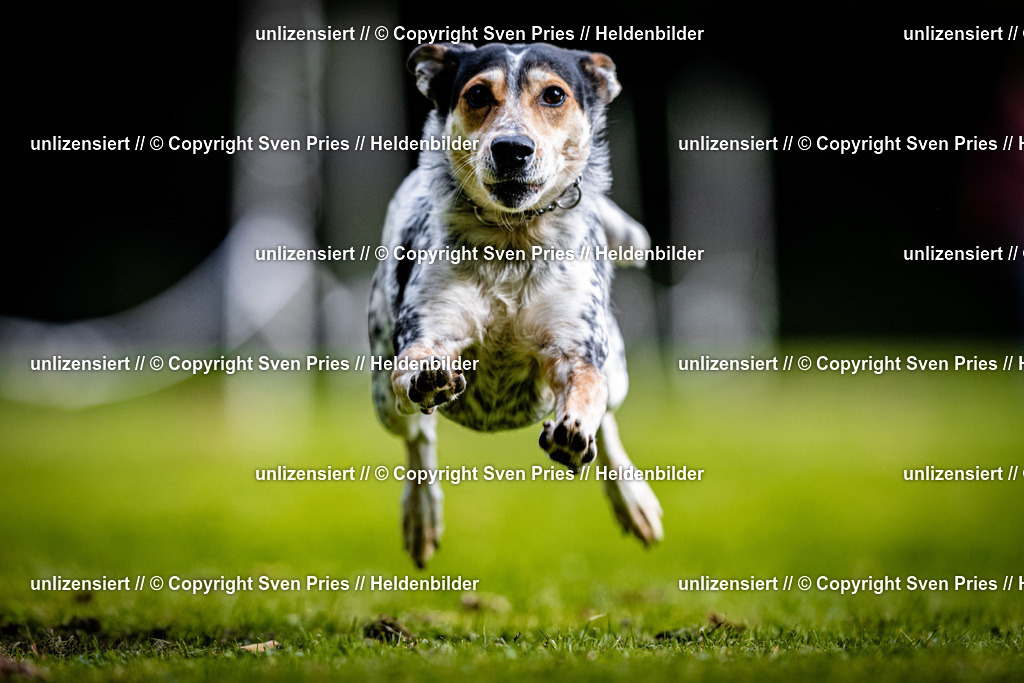 Sven Pries | 2025-10-03 - Hunderennen Obergrombach - Realisiert mit Pictrs.com