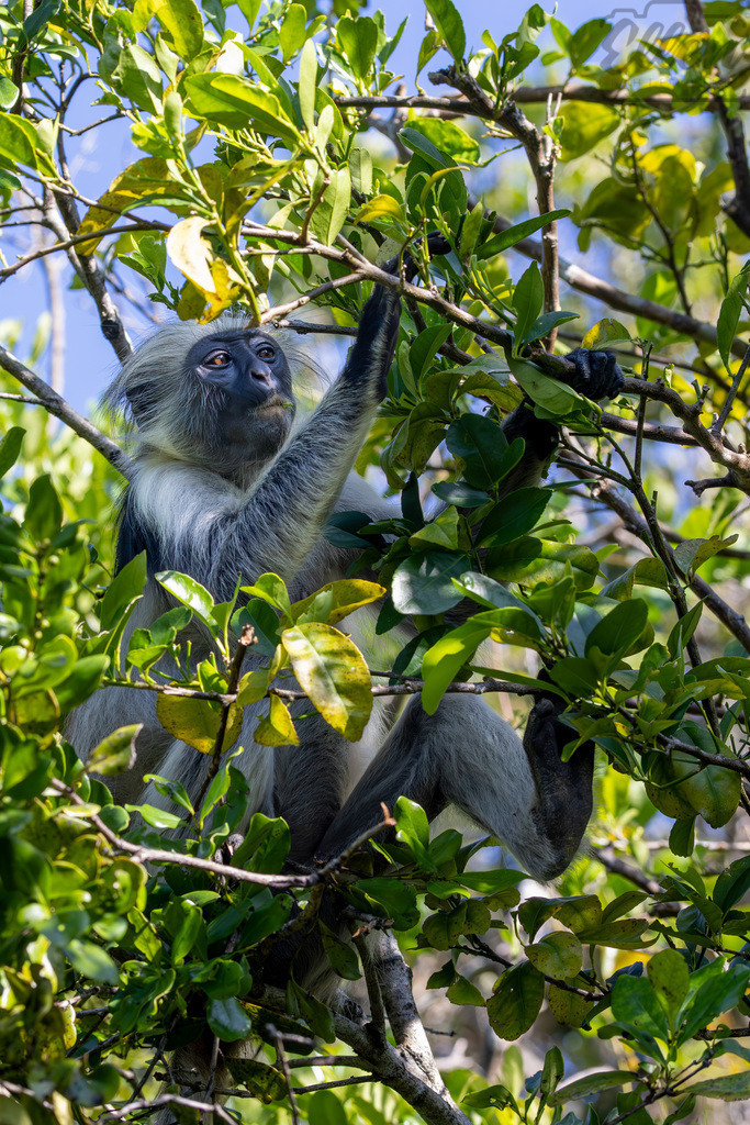 Guardian of the Canopy | Amid the lush green of Zanzibar’s forests, a red colobus monkey pauses high in the branches — calm yet alert. Its gaze carries the quiet wisdom of a species deeply connected to the rhythm of the trees. - Realisiert mit Pictrs.com