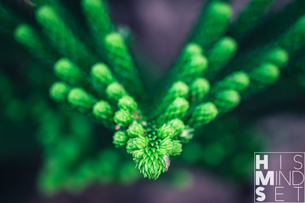 V-Plant | Sichere dir dein Lieblingsbild von HISMINDSET als Print für dein Zuhause oder das Büro! - Realisiert mit Pictrs.com