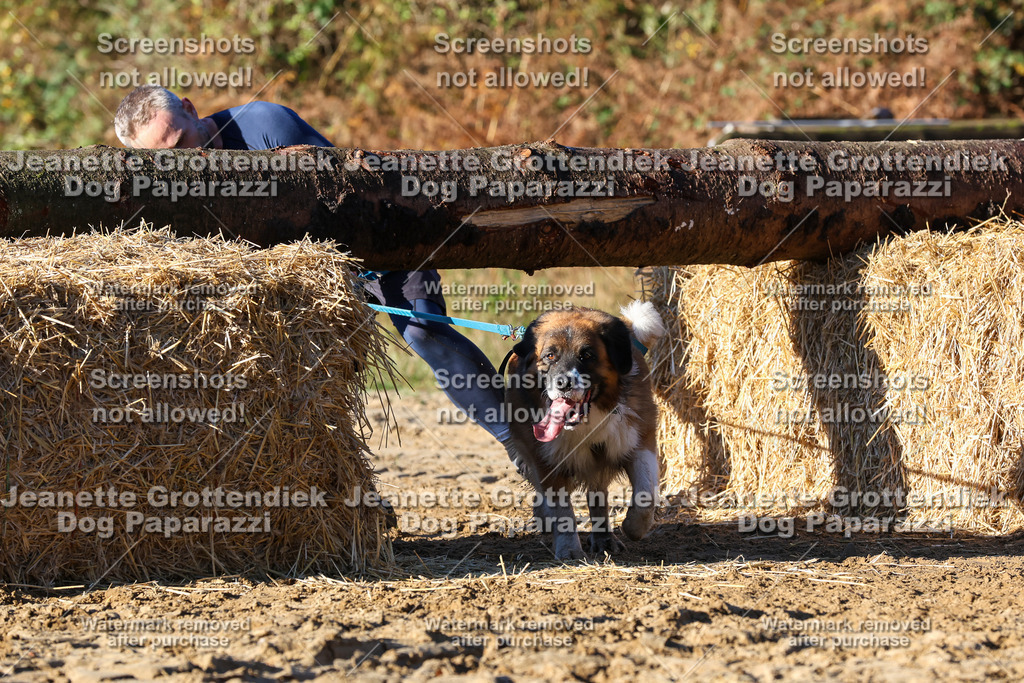 Dog Paparazzi - Strongdog 10-25-1396 | Dog Paparazzi Jeanette Grottendiek Fotografie & Videografie - Realisiert mit Pictrs.com