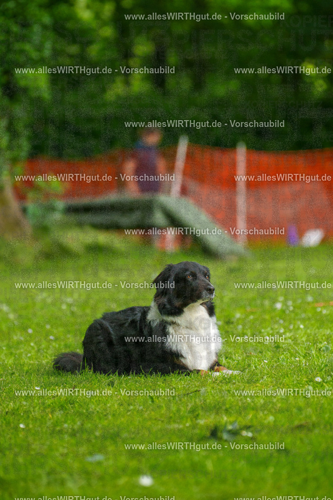 @allesWIRTHgut_Tierfotografie - www.allesWIRTHgut.de - 091325-7R506743 | Professionelle Tierfotografie in Mönchengladbach von Daniel Wirth (allesWIRTHgut). Liebevolle & natürliche Bilder von Hunden & Katzen für unvergessliche Erinnerungen.