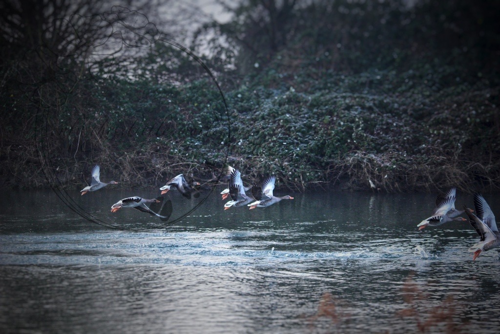 Graugänse im Flug über Fluss | only.this.little.world - Realisiert mit Pictrs.com