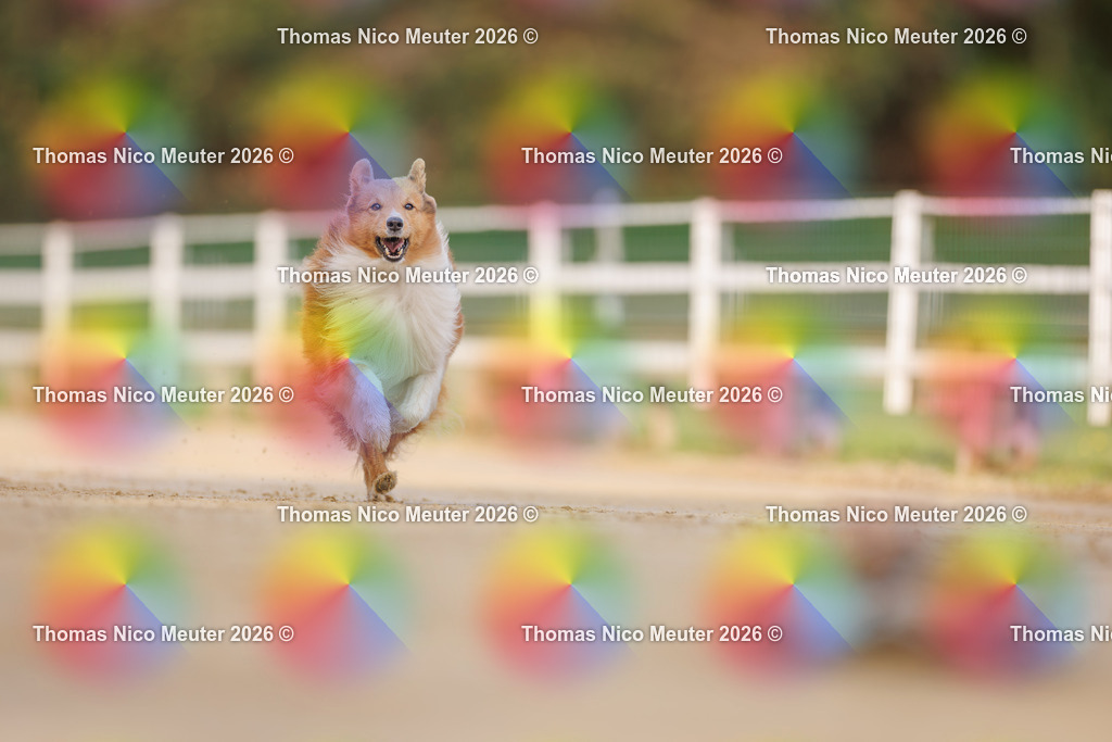 Thomas_Nico_Meuter(C)_03. Oktober 2026_223A6110 | Bild von Thomas Nico Meuter - Realisiert mit Pictrs.com