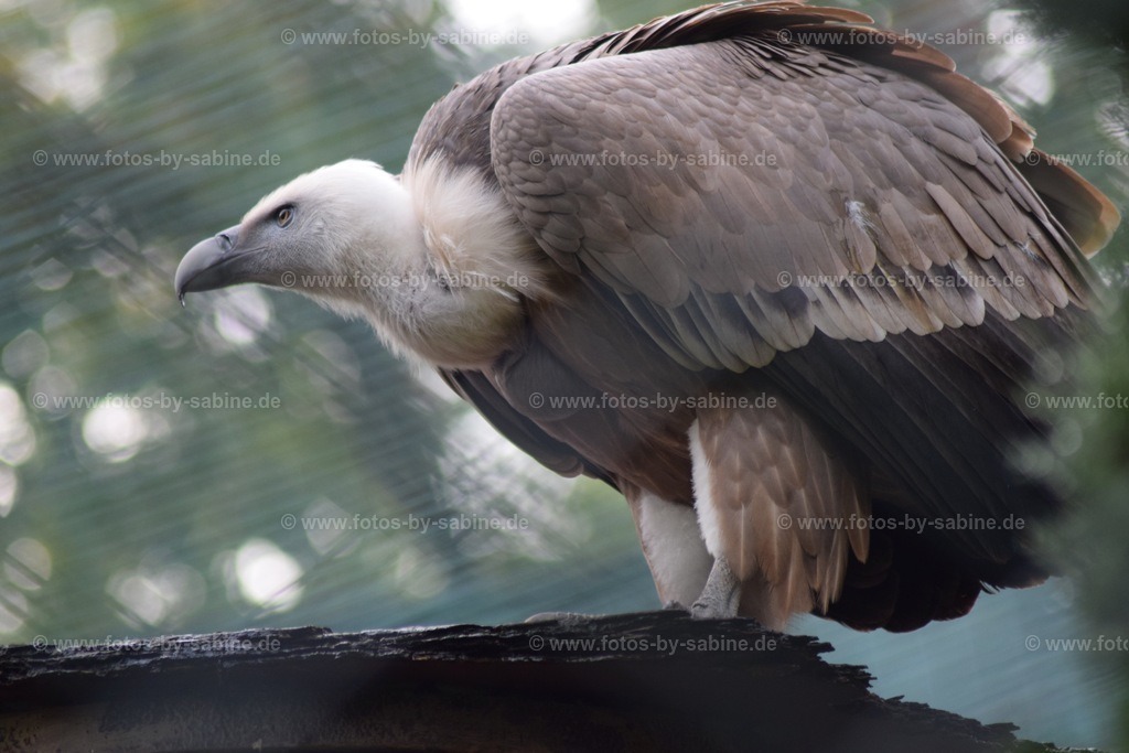 DSC_7036 Kopie | fotos-by-sabine - Realisiert mit Pictrs.com