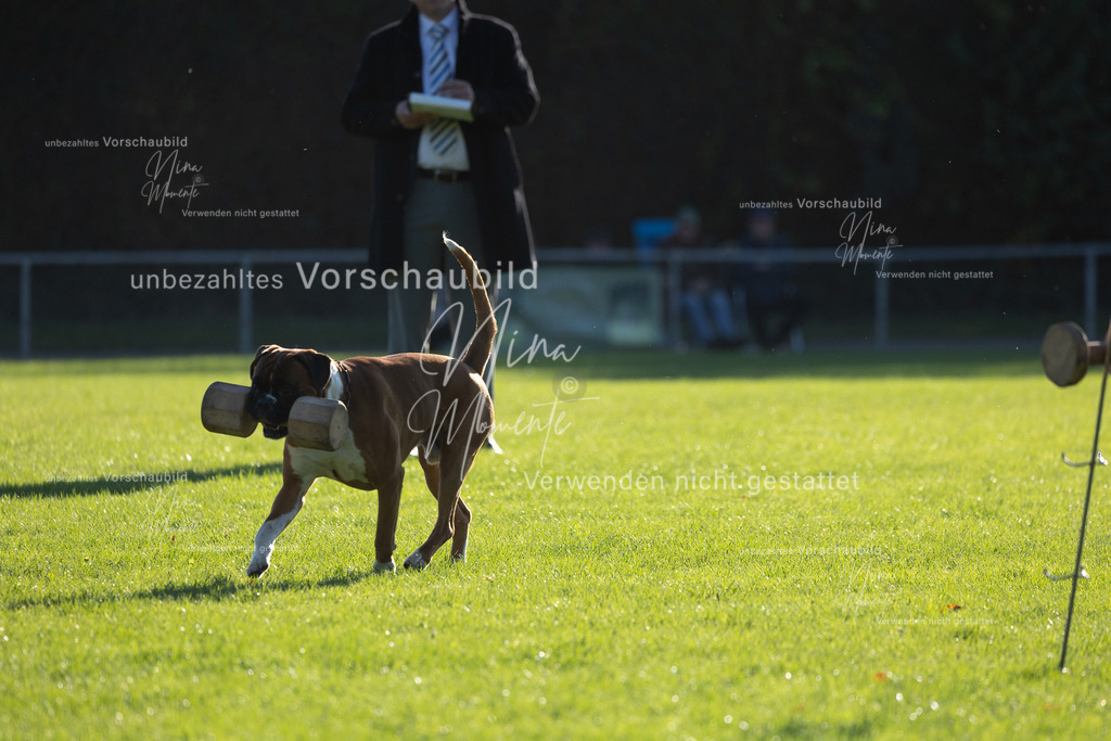 _16A4841 | Einzigartige Fotos von Hunden & Menschen –Actionfotos, Portraits, Vereinsaufnahmen & Paarshootings – authentisch, lebendig & mit Herz.