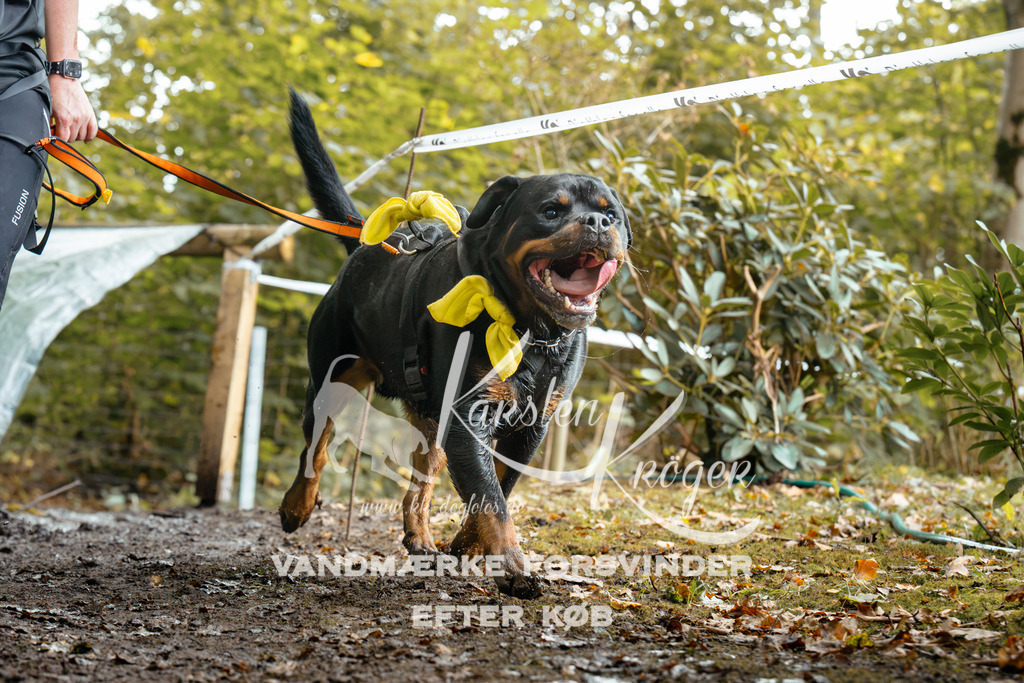1431DZ6_2812Z6 | kk-dogfotos