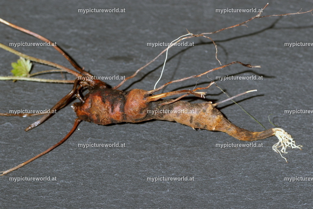 Blutwurz-004 | Das Bilderarchiv über Tiere, Planzen und Landschaften. In der Bilddatenbank finden Sie ein große Auswahl an hochwertigen Bilder für Ihre Werbung - Realized with Pictrs.com