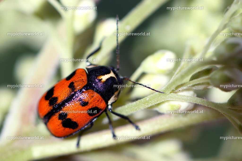 Cryptocephalus octopunctatus-002 | Das Bilderarchiv über Tiere, Planzen und Landschaften. In der Bilddatenbank finden Sie ein große Auswahl an hochwertigen Bilder für Ihre Werbung - Realisiert mit Pictrs.com