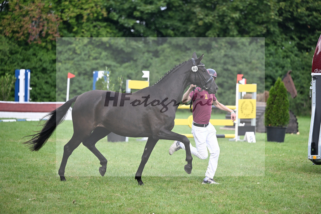 Kat-Nr. 3 La Nina v. Lord Leopold_Finkler_27150443 | hf-fotografie - Realizzato con Pictrs.com