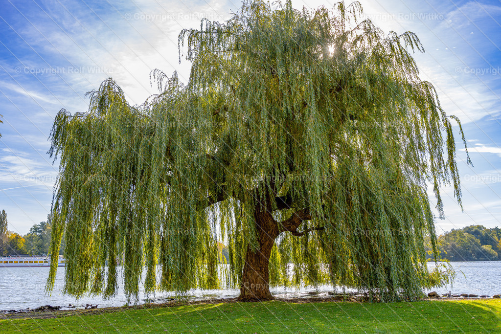 trauerweide | Rolf Wittke  - Realisiert mit Pictrs.com