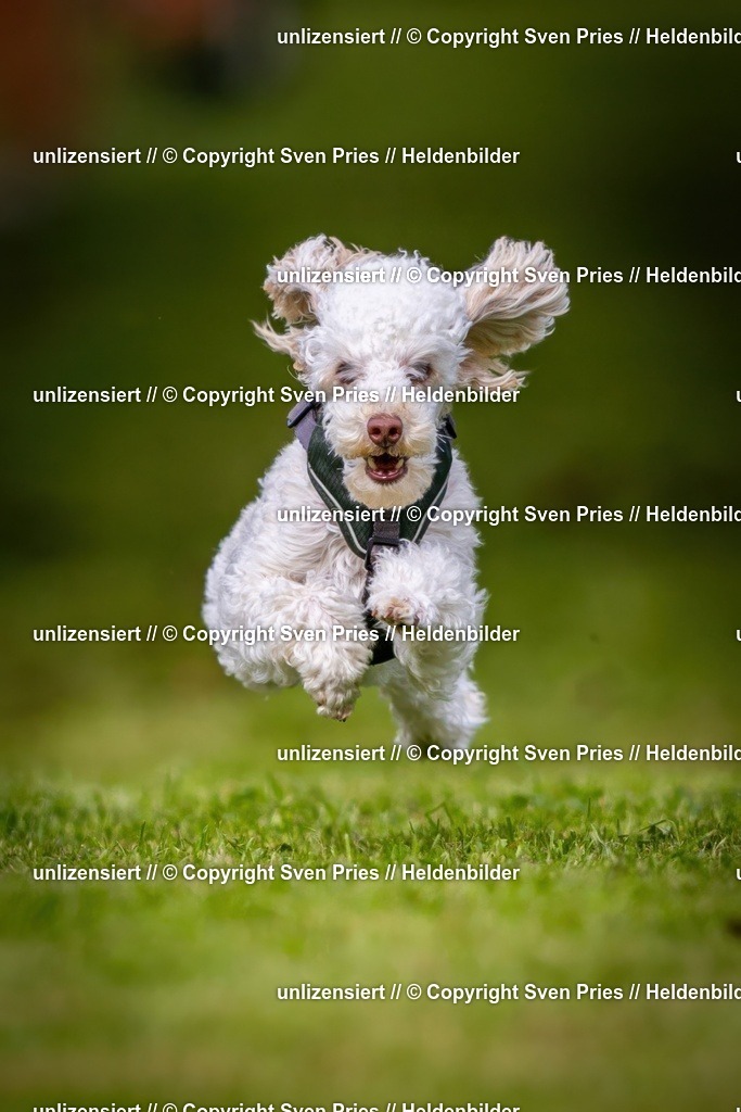 Sven Pries | 2024-09-22 - Hunderennen Baden-BadenPudelverein - Realisiert mit Pictrs.com