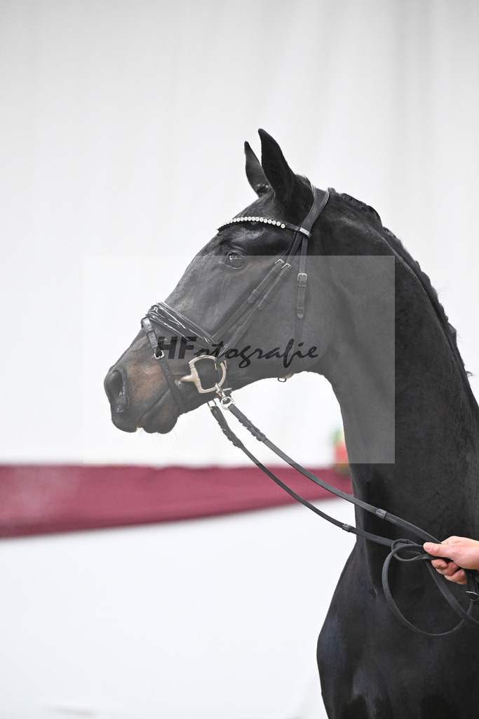 Kat-Nr. 112 Fynch Hatton x Damon Hill_Sibille Hachtel_47253361 | hf-fotografie - Realisiert mit Pictrs.com