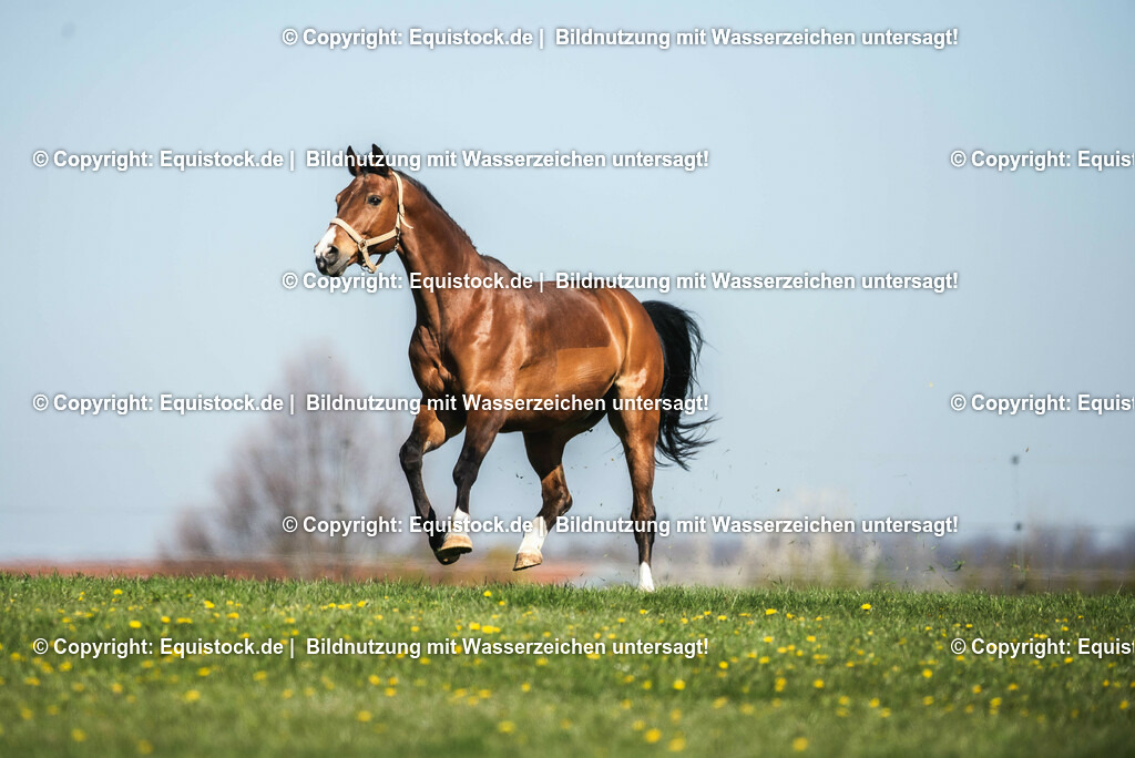20210426_Pferd-auf-Koppel_0055 | equistock