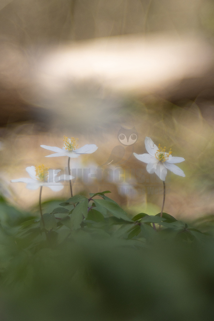 20220411113946 | Das Buschwindröschen bzw. Busch-Windröschen ist eine Pflanzenart aus der Gattung der Windröschen in der Familie der Hahnenfußgewächse. Sie ist im gemäßigten Eurasien verbreitet. - Realisiert mit Pictrs.com