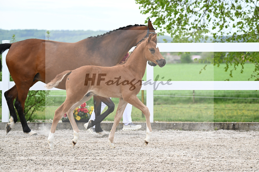 Kat-Nr. 2 HF Diamant de Semilly x Cascadello I_Eberhardt_23260033 | hf-fotografie - Realisiert mit Pictrs.com